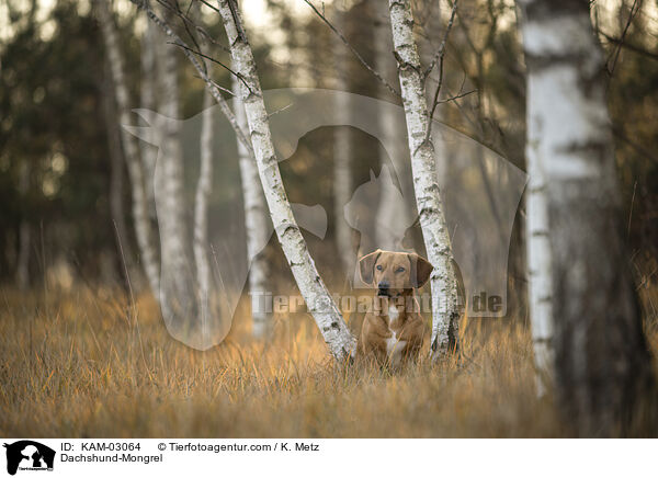 Dackel-Mischling / Dachshund-Mongrel / KAM-03064