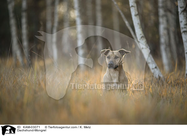 Dackel-Mischling / Dachshund-Mongrel / KAM-03071