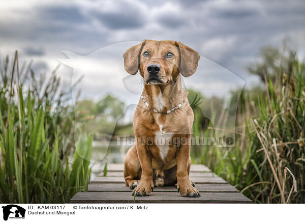 Dackel-Mischling / Dachshund-Mongrel / KAM-03117