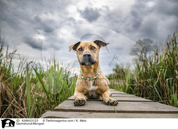 Dackel-Mischling / Dachshund-Mongrel / KAM-03123