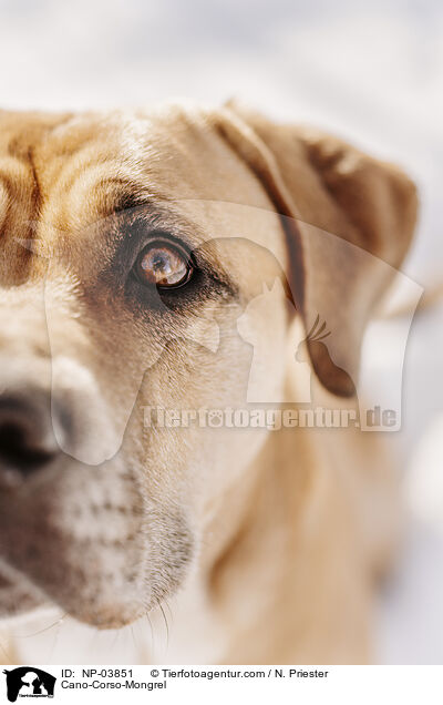 Cano-Corso-Mix / Cano-Corso-Mongrel / NP-03851