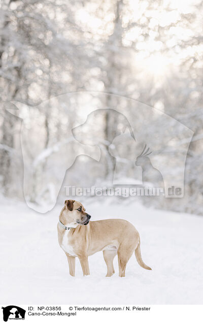 Cano-Corso-Mix / Cano-Corso-Mongrel / NP-03856