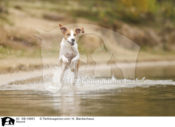 Hound / Hound / KB-18891