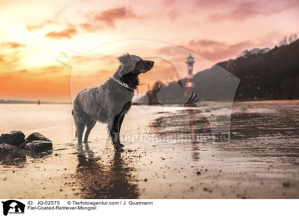 Flat-Coated-Retriever-Mischling / Flat-Coated-Retriever-Mongrel / JQ-02575