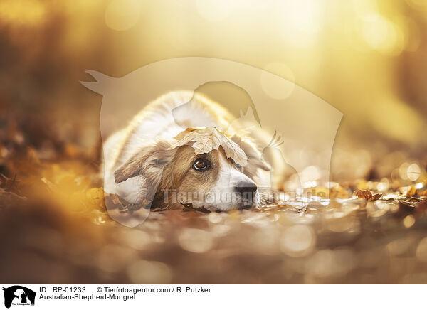 Australian-Shepherd-Mischling / Australian-Shepherd-Mongrel / RP-01233