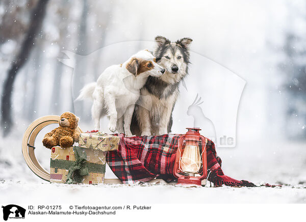 Alaskan-Malamute-Husky-Dackel / Alaskan-Malamute-Husky-Dachshund / RP-01275