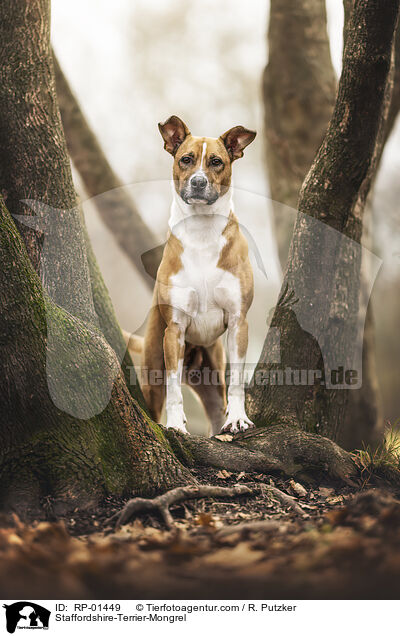 Staffordshire-Terrier-Mischling / Staffordshire-Terrier-Mongrel / RP-01449