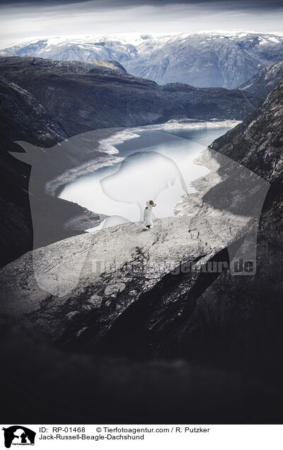 Jack-Russell-Beagle-Dackel / Jack-Russell-Beagle-Dachshund / RP-01468