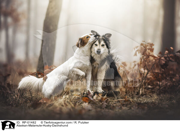 Alaskan-Malamute-Husky-Dackel / Alaskan-Malamute-Husky-Dachshund / RP-01482
