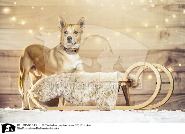 Staffordshire-Bullterrier-Husky / Staffordshire-Bullterrier-Husky / RP-01542