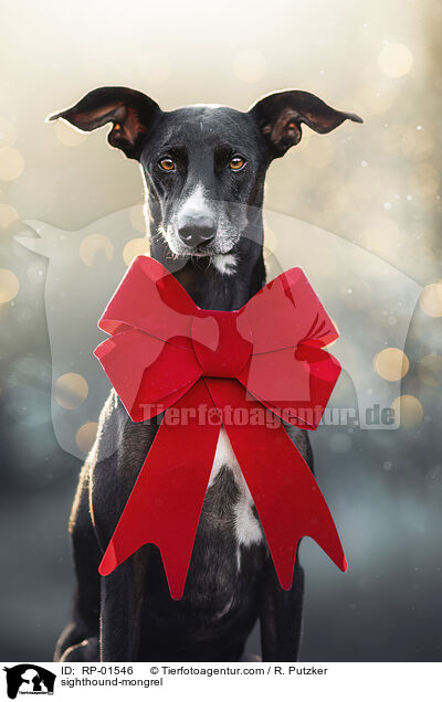 Windhund-Mischling / sighthound-mongrel / RP-01546