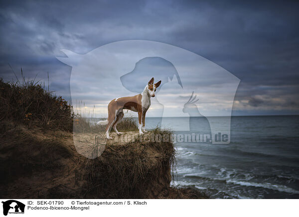 Podenco-Ibicenco-Mischling / Podenco-Ibicenco-Mongrel / SEK-01790