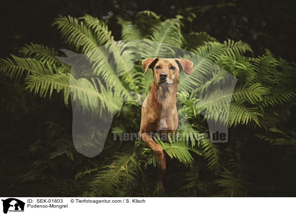 Podenco-Mischling / Podenco-Mongrel / SEK-01803