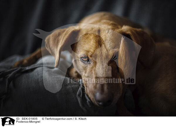 Podenco-Mischling / Podenco-Mongrel / SEK-01805