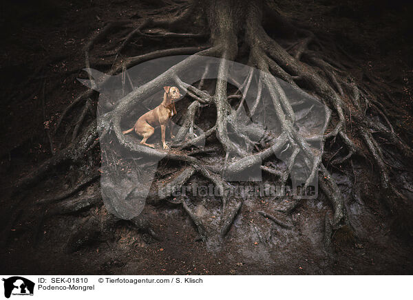 Podenco-Mischling / Podenco-Mongrel / SEK-01810