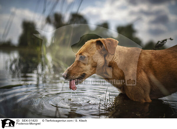 Podenco-Mischling / Podenco-Mongrel / SEK-01820