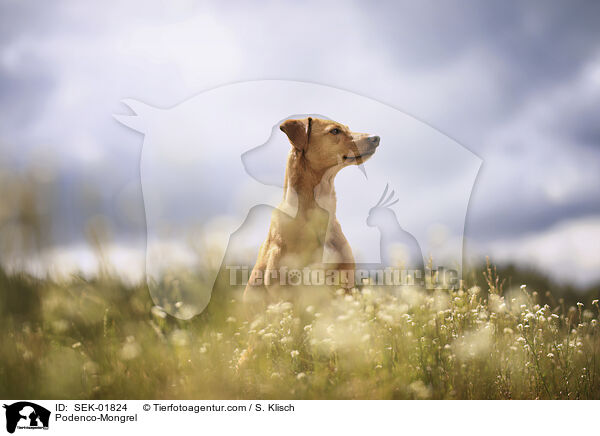 Podenco-Mischling / Podenco-Mongrel / SEK-01824