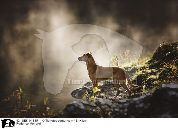 Podenco-Mischling / Podenco-Mongrel / SEK-01835