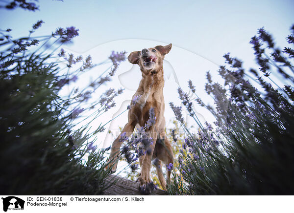Podenco-Mischling / Podenco-Mongrel / SEK-01838