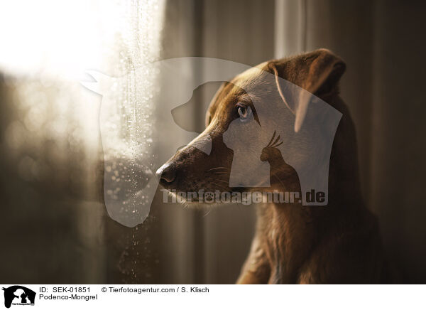 Podenco-Mongrel / SEK-01851