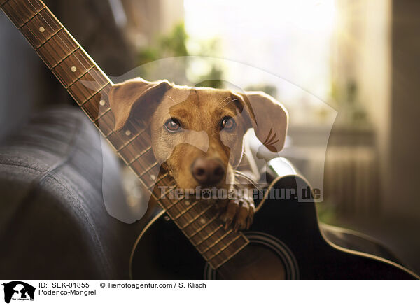 Podenco-Mongrel / SEK-01855