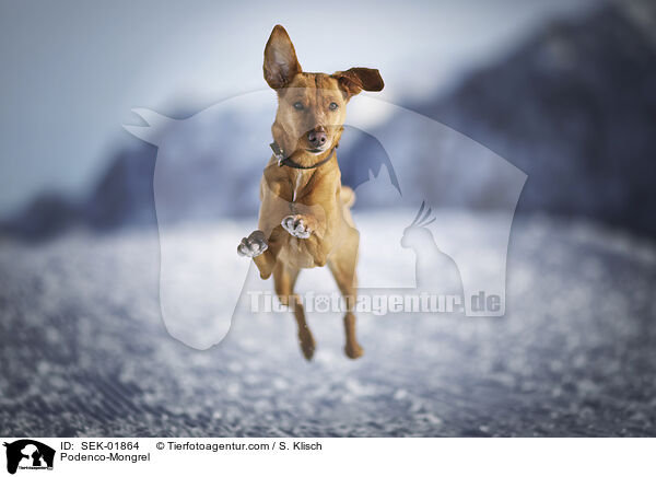 Podenco-Mischling / Podenco-Mongrel / SEK-01864