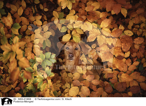 Podenco-Mischling / Podenco-Mongrel / SEK-01868