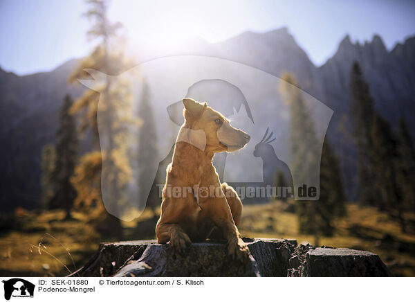 Podenco-Mischling / Podenco-Mongrel / SEK-01880