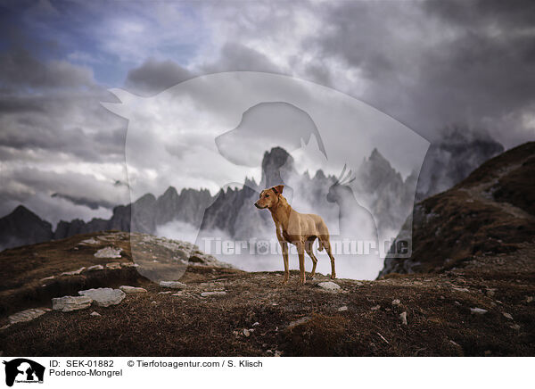 Podenco-Mischling / Podenco-Mongrel / SEK-01882