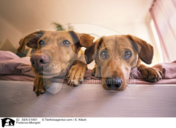 Podenco-Mischling / Podenco-Mongrel / SEK-01891
