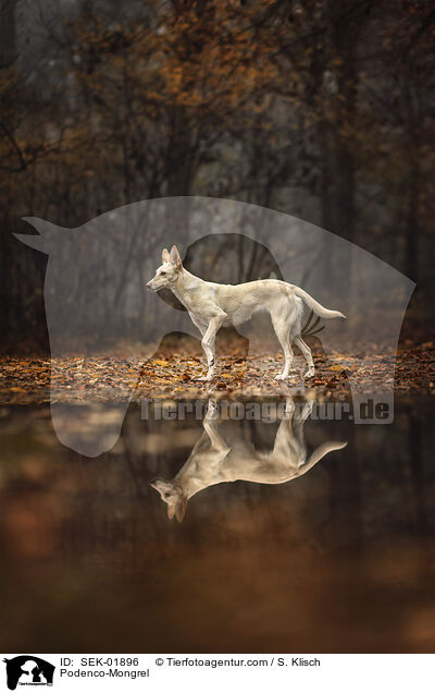 Podenco-Mischling / Podenco-Mongrel / SEK-01896