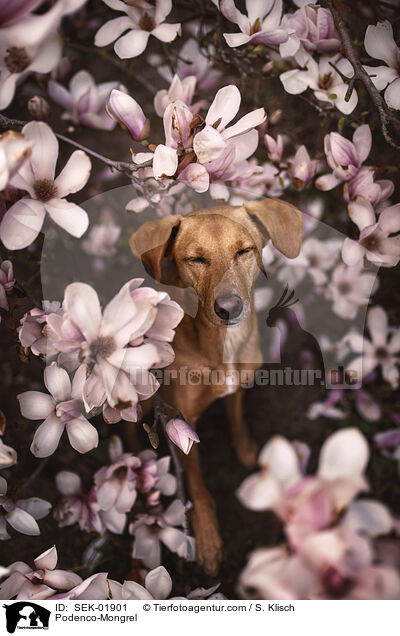 Podenco-Mischling / Podenco-Mongrel / SEK-01901