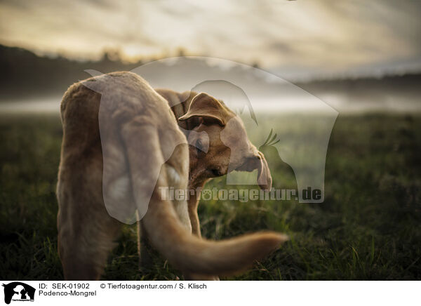 Podenco-Mischling / Podenco-Mongrel / SEK-01902