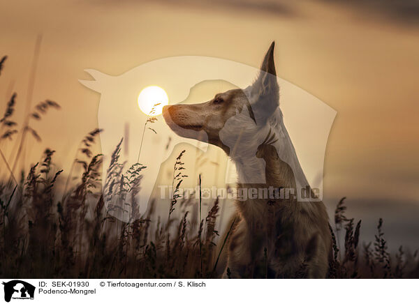 Podenco-Mischling / Podenco-Mongrel / SEK-01930