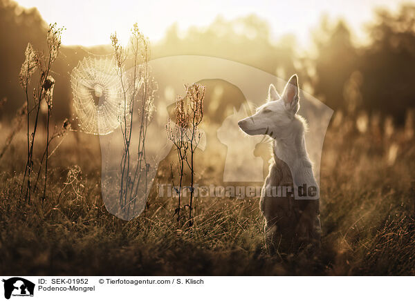Podenco-Mischling / Podenco-Mongrel / SEK-01952