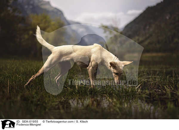 Podenco-Mischling / Podenco-Mongrel / SEK-01955