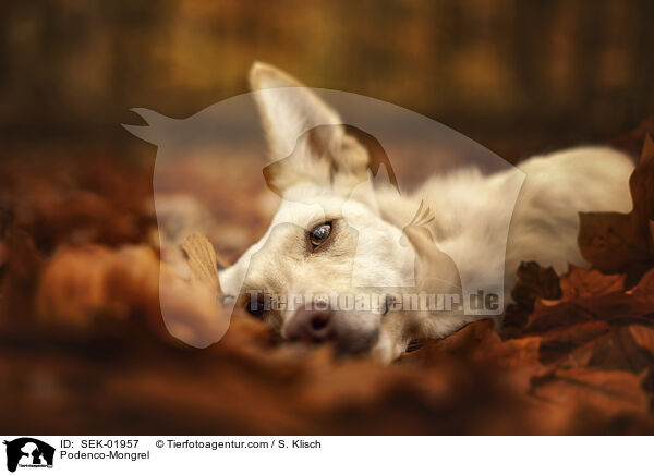 Podenco-Mischling / Podenco-Mongrel / SEK-01957