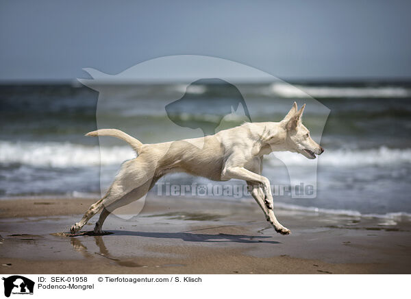 Podenco-Mongrel / SEK-01958
