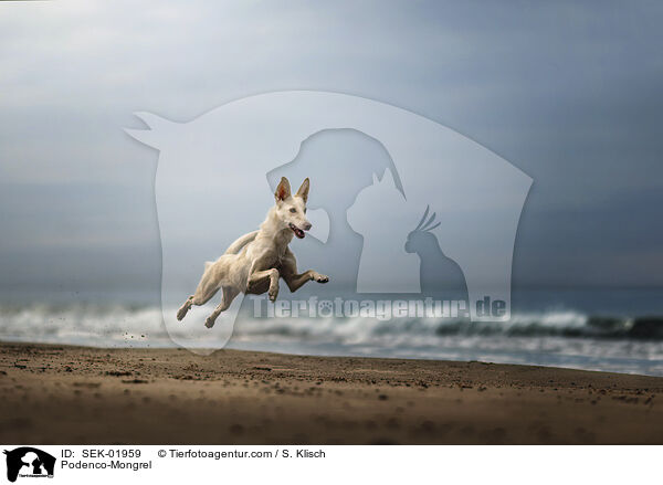 Podenco-Mongrel / SEK-01959