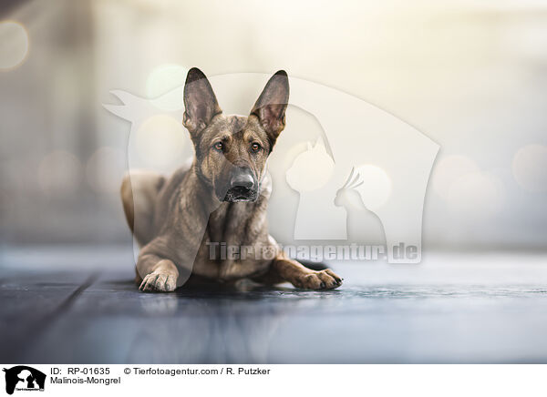 Malinois-Mischling / Malinois-Mongrel / RP-01635