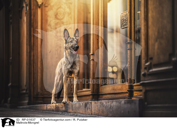Malinois-Mischling / Malinois-Mongrel / RP-01637