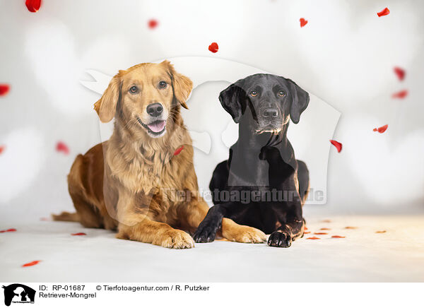 Retriever-Mischling / Retriever-Mongrel / RP-01687