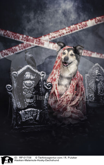 Alaskan-Malamute-Husky-Dackel / Alaskan-Malamute-Husky-Dachshund / RP-01708