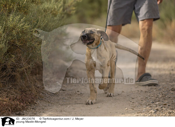 junger Mastin-Mischling / young Mastin-Mongrel / JM-23076