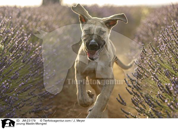 junger Mastin-Mischling / young Mastin-Mongrel / JM-23179