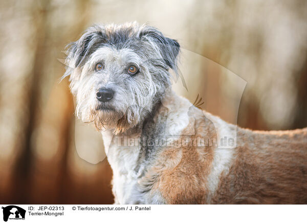 Terrier-Mischling / Terrier-Mongrel / JEP-02313