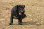 yawning puppy