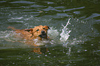 swimming dog