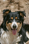 Border Collie Mongrel Portrait