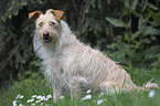 sitting Terrier Mongrel